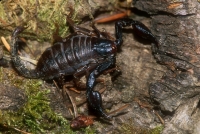 Wood Scorpion