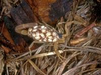 Striped Bark Scorpion
