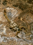 Striped Bark Scorpion
