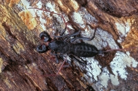 Vinegaroon