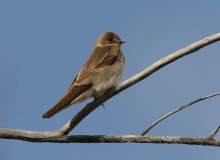 Northern Rough-winged Swallow