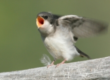 Tree Swallow (fledgling) - 3