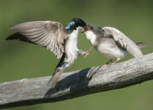 Tree Swallows - 4