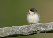 Tree Swallow (fledgling) - 5