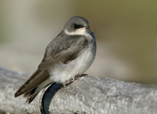 Tree Swallow (fledgling) - 6