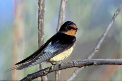 Barn Swallow - 1