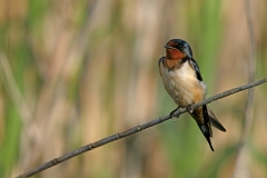 Barn Swallow - 2
