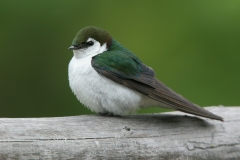 Violet-green Swallow - 1