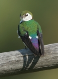 Violet-green Swallow - 2