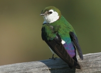 Violet-green Swallow - 3