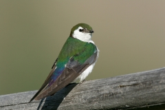 Violet-green Swallow - 4