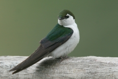 Violet-green Swallow - 5