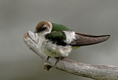 Violet-green Swallow (female) - 6