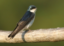 Tree Swallow (adult) - 1