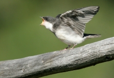 Tree Swallow (fledgling) - 2