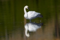 Trumpeter Swan - 1
