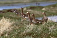 Greater White-fronted Geese