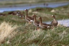 Greater White-fronted Geese