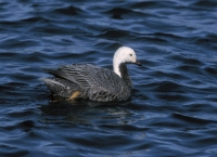 Emperor Goose