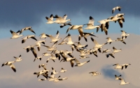 Snow Geese