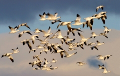 Snow Geese