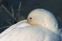 Snow Goose
