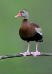 Black-bellied Whistling Duck