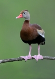 Black-bellied Whistling Duck