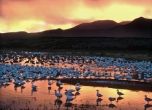 Bosque del Apache Sunset - Geese & Sandhill Cranes