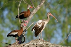 Black-bellied Whistling Ducks & 1st summer White Ibis
