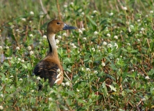 Fulvous Whistling Duck