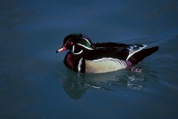 Wood Duck - drake