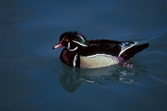 Wood Duck - drake