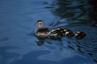 Wood Duck - hen w/chicks