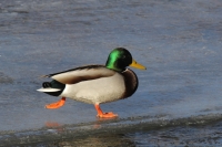 Mallard - drake