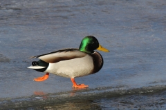 Mallard - drake