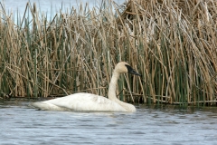 Trumpeter Swan - 2