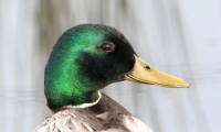 Mallard portrait