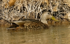 Mexican Mallard - female