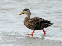 Mottled Duck