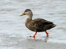 Mottled Duck
