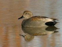 Gadwall