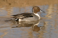 Northern Pintail - 1