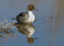 Northern Pintail - 2
