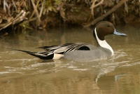 Northern Pintail - 3