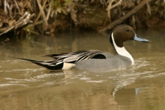 Northern Pintail - 3