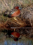 Cinnamon Teal - 1