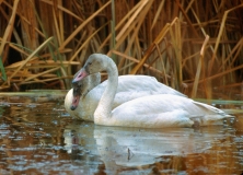 Trumpeter Swan - 3
