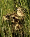 Cinnamon Teal - hen w/chicks - 2