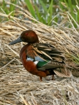 Cinnamon Teal - 3